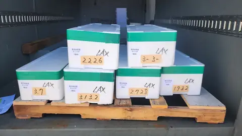 Boxes of whole kanpachi packed for air freight