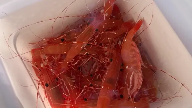 Live spot prawns from Southern California
